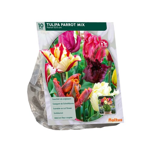 Tulipa Parkiet Mix per 10 - afbeelding 2