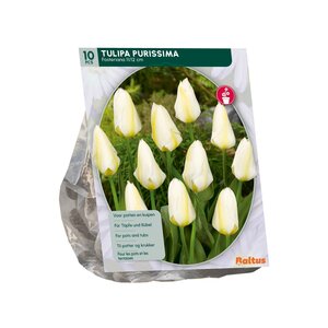 Tulipa Purissima, Fosteriana per 10 - afbeelding 2