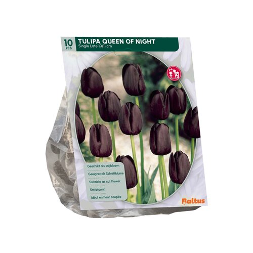 Tulipa Queen of Night, Enkel Laat per 10
