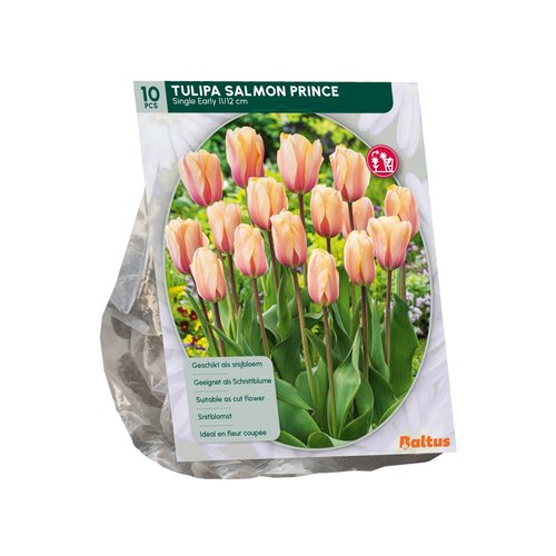 Tulipa Salmon Prince, Enkel Vroeg per 10 - afbeelding 1