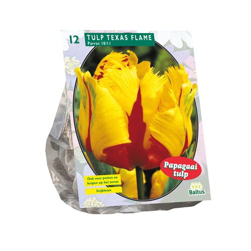 Tulipa Texas Flame, Parkiet per 12 - afbeelding 1