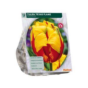 Tulipa Texas Flame, Parkiet per 12 - afbeelding 2