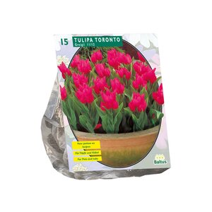 Tulipa Toronto, Greigii per 15 - afbeelding 1