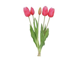 Tulp bundel (5) donkerroze 40 cm