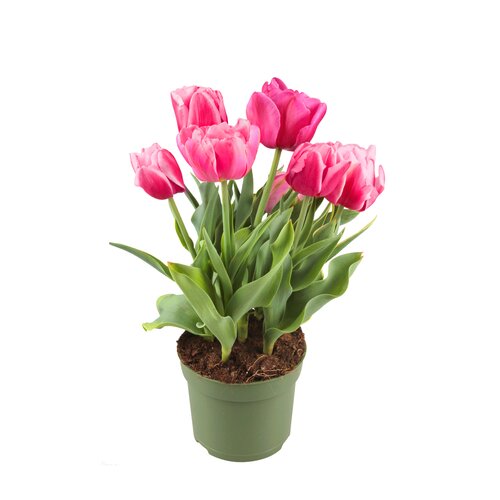 Tulpen, in 10,5cm-pot