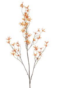 Tweedia spray orange 120cm