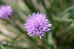 Uiengras, in 14cm-pot - afbeelding 3
