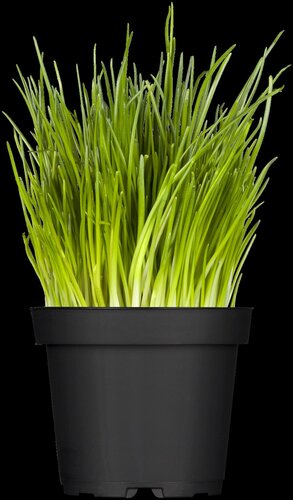 Uiengras, in 14cm-pot - afbeelding 5