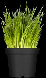 Uiengras, in 14cm-pot - afbeelding 5