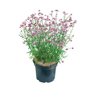 Verbena bonariensis, in 17cm-pot - afbeelding 1