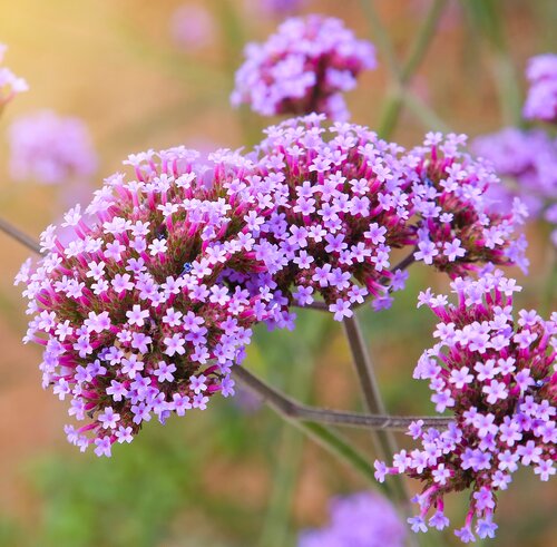 Verbena bonariensis, in 17cm-pot - afbeelding 2