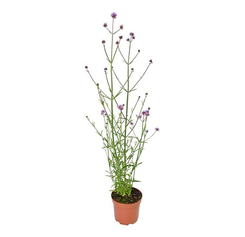 Verbena bonariensis, in 17cm-pot - afbeelding 1
