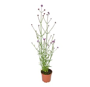Verbena bonariensis, in 17cm-pot