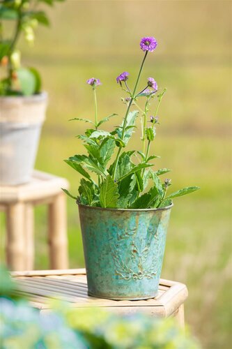 Verbena, in 17cm-pot - afbeelding 6