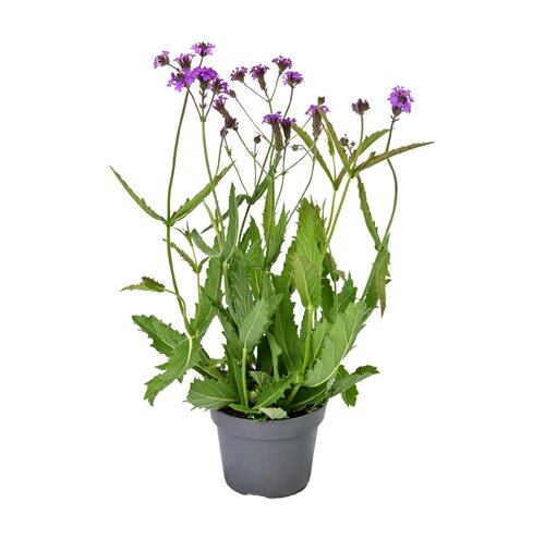 Verbena, in 17cm-pot - afbeelding 1