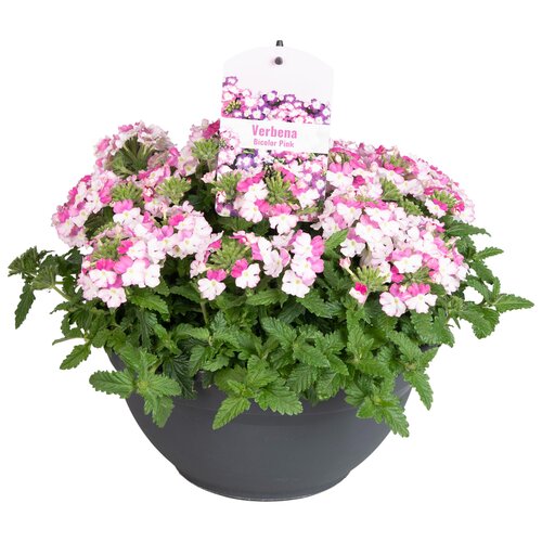 Verbena, in 30cm-schaal