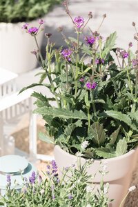 Verbena Rigida, in 17cm-pot - afbeelding 4