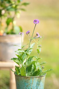 Verbena Rigida, in 17cm-pot - afbeelding 6