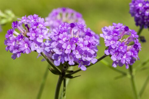 Verbena Rigida, in 17cm-pot - afbeelding 3