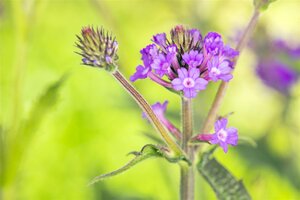 Verbena Rigida, in 17cm-pot - afbeelding 5
