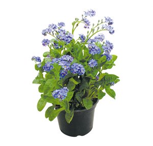 Vergeet-mij-nietje, in 10,5cm pot