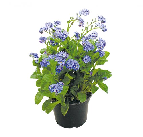 Vergeet-mij-nietje (myosotis), in 10,5cm pot