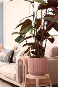 vibes fold rnd 30 delic roze - afbeelding 3