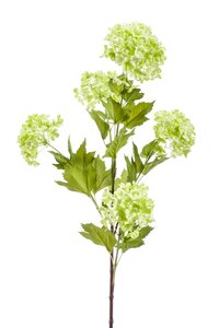 Viburnum spray x5 85cm lt green