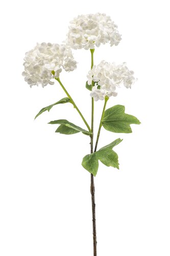 Viburnum Tak Zijde - 60cm Wit