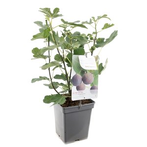 Vijgenboom in houten pot (Ficus carica in houten pot), in pot