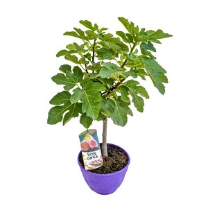 Vijgenboom, in 19cm-pot