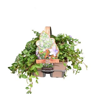 Vinca minor in sixpack