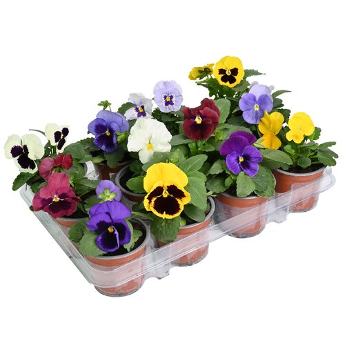 Viool grootbloemig 12 stuks, in 9cm-pot - afbeelding 1