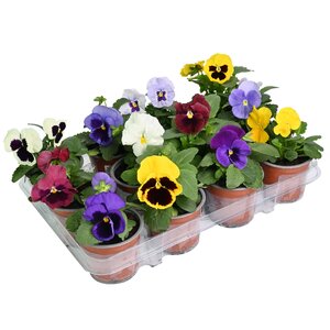 Viool grootbloemig 12 stuks, in 9cm-pot - afbeelding 1