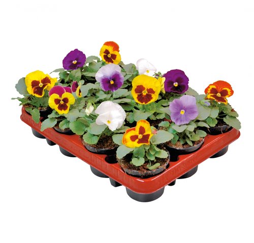 Viool grootbloemig 12 stuks, in 9cm-pot - afbeelding 1