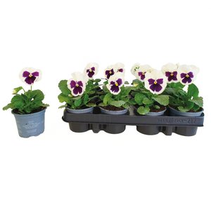 Viool grootbloemig 12 stuks, in 9cm-pot - afbeelding 2