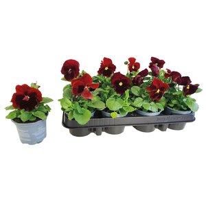 Viool grootbloemig 12 stuks, in 9cm-pot - afbeelding 3