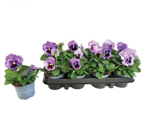 Viool grootbloemig 12 stuks, in 9cm-pot - afbeelding 5