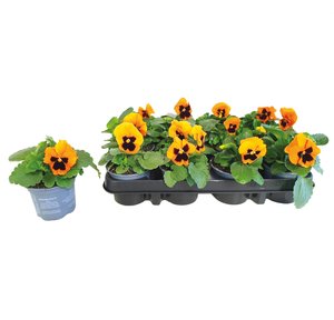 Viool grootbloemig 12 stuks, in 9cm-pot - afbeelding 6