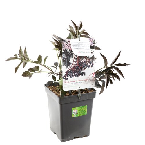 Vlierbessenstruik (Sambucus nigra 'Black Tower' PBR), in pot