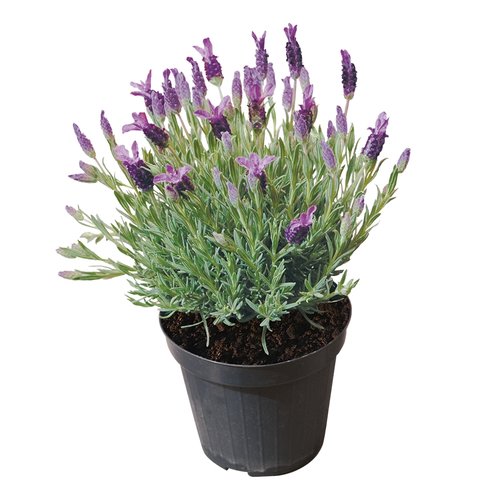 Vlinderlavendel, in 14cm-pot