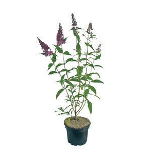 Vlinderstruik, in 19cm-pot - afbeelding 1