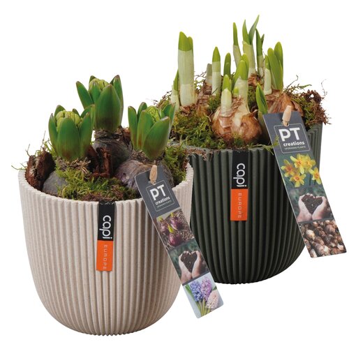 Voorjaarsarrangement, in 13cm-bloempot