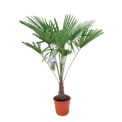 Winterharde palm 150cm hoog, in 35cm-pot