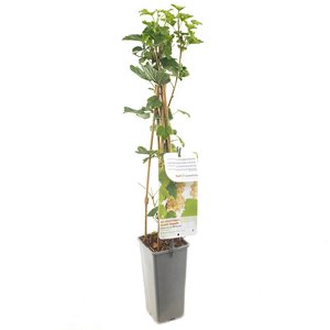 Witte bessenstruik (Ribes rubrum Witte bes), in pot