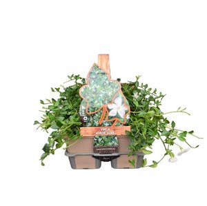 Vinca minor 'Alba' in sixpack