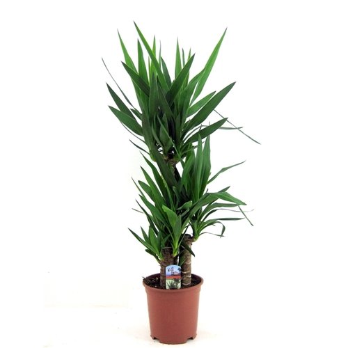 Yucca elephantipes, in 21cm-pot 100cm hoog