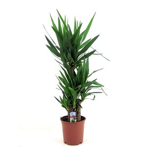Yucca elephantipes, in 21cm-pot 100cm hoog