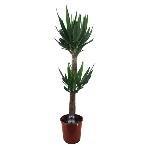 Yucca elephantipes, in 24cm-pot 140cm hoog