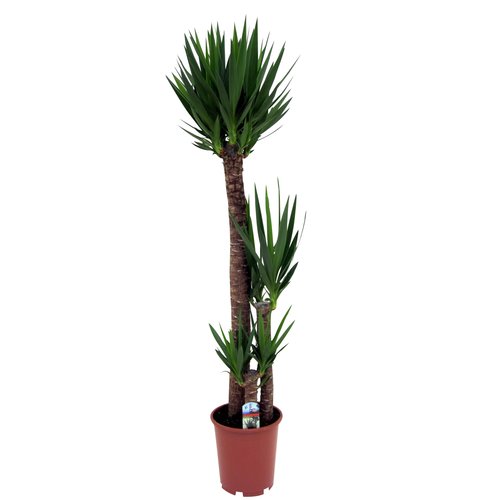 Yucca elephantipes, in 27cm-pot 160cm hoog